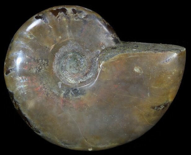 Flashy Red Iridescent Ammonite - Wide #52337
